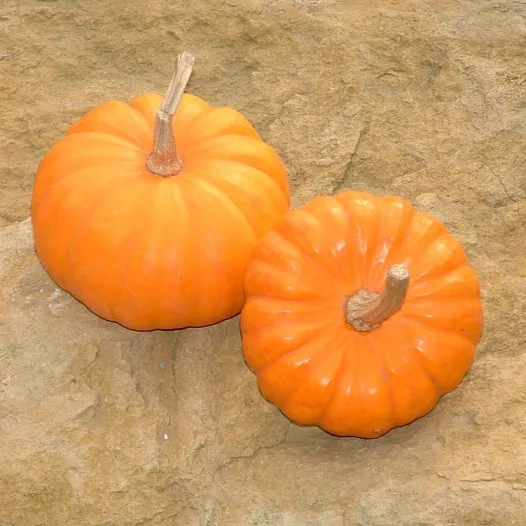 Semences biologiques de Courge Jack Be Little