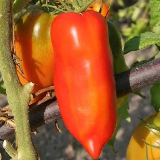 Tomate Cornue des Andes | Semences biologiques et reproductibles