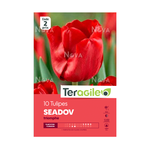 BULBES DE TULIPES 'SEADOV' TRIOMPHE - TERAGILE® - X10