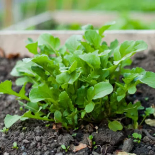 Rucola Wasabi zaden bio | Aromatische kruidenzaden