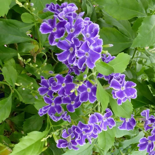Pour transformer votre jardin：Duranta Repens - Le pot de 2,5 litres