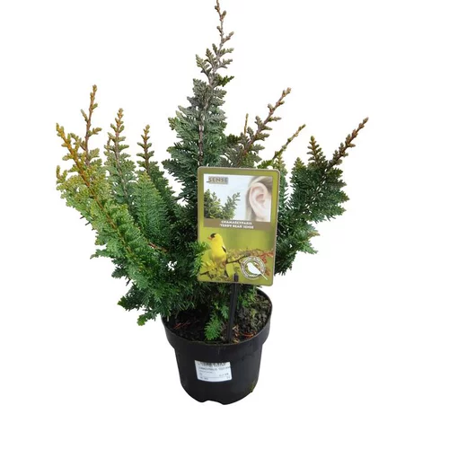 Utile pour le jardin:Chamaecyparis Obtusa Teddy Bear en pot de 2 L