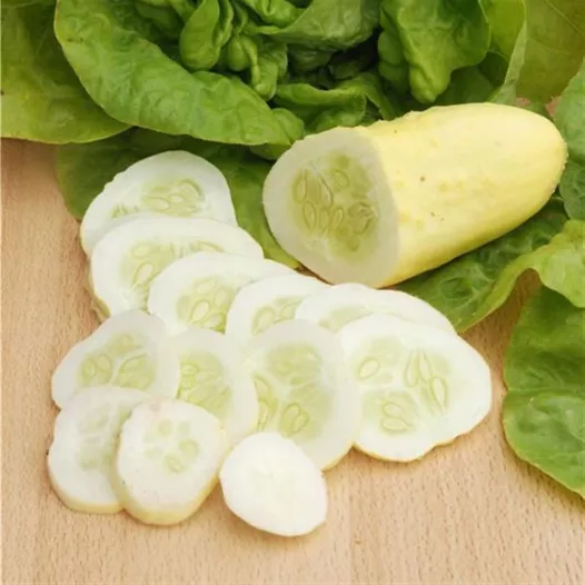 Semences bio de Concombre Blanc Long parisien