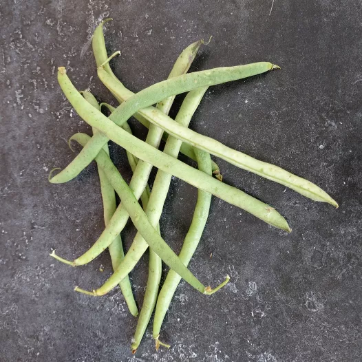 Semences bio et reproductibles de Haricot Roi des Belges
