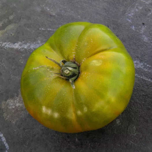 Bio zaden van Tomaat groen uit Huy