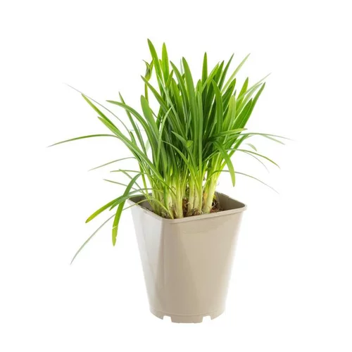 Moderne au jardin：Agapanthe BRILLIANT BLUE. Le pot de 3 litres
