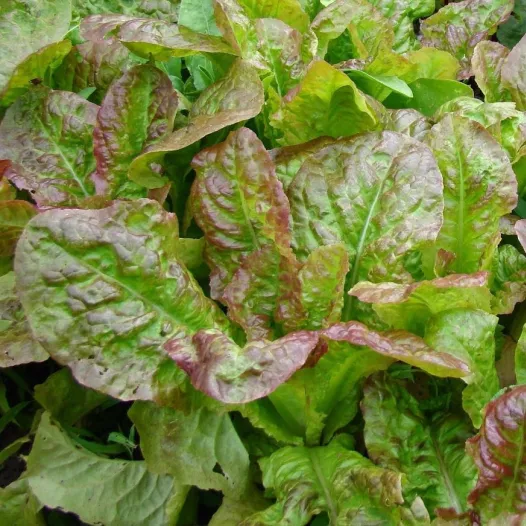 Bio zaden van Snijsla Frisée d’Amérique