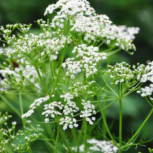 Carvi | Aromatiques