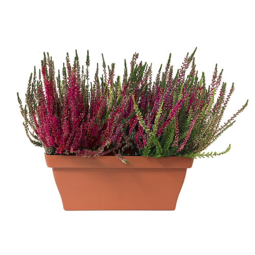 JARDINIÈRE DE BRUYÈRE - CALLUNA VULGARIS - LONGUEUR 40CM