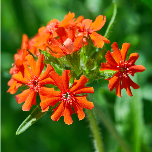 Jeruzalemkruis | Biologische, zaadvaste bloemenzaden