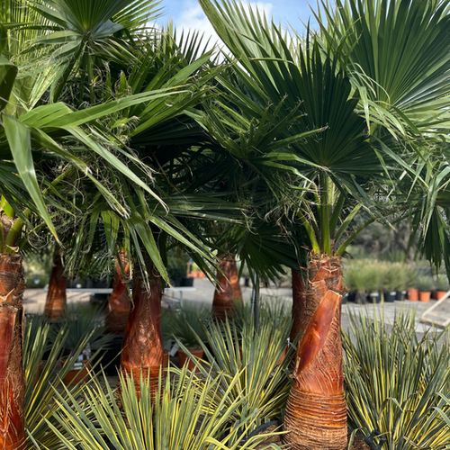 WASHINGTONIA ROBUSTA - HAUTEUR 2M50 - POT 110L