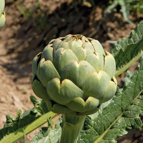 Le jardin au quotidien：Artichaut Vert Lancelot Bio. Le pot de 1 litre