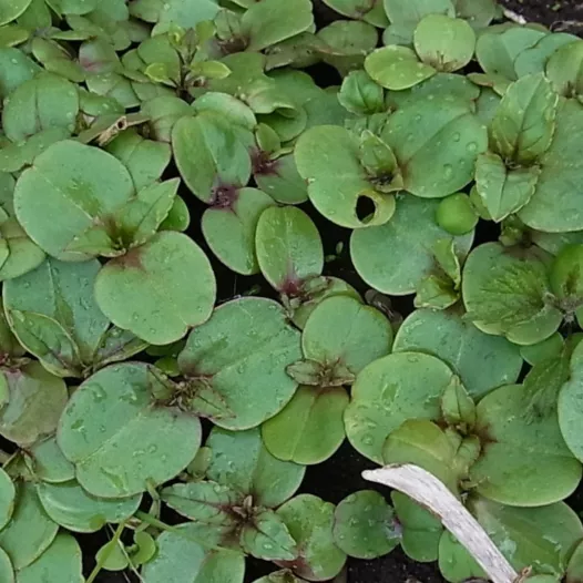 Eche lepelblad zaden bio | Aromatische kruidenzaden