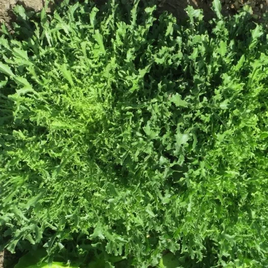 Semences bio de chicorée frisée de Namur