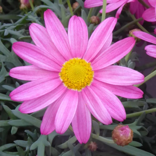 Style au jardin：Anthemis Rose. Le pot de 3 litres