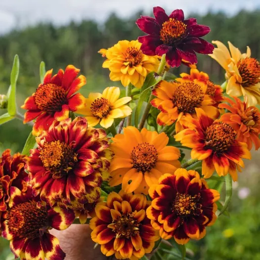 Mexicaanse Zinnia mengeling | Bio en reproduceerbare zaden