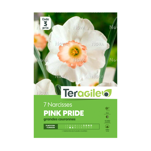 BULBES DE NARCISSES 'PINK PRIDE' GRANDES COURONNES - TERAGILE® - X7
