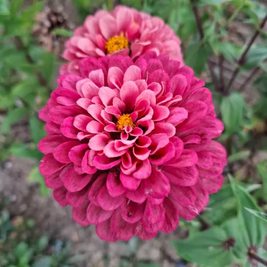 Zinnia Super Yoga Rose | Semences bio et reproductibles de fleurs