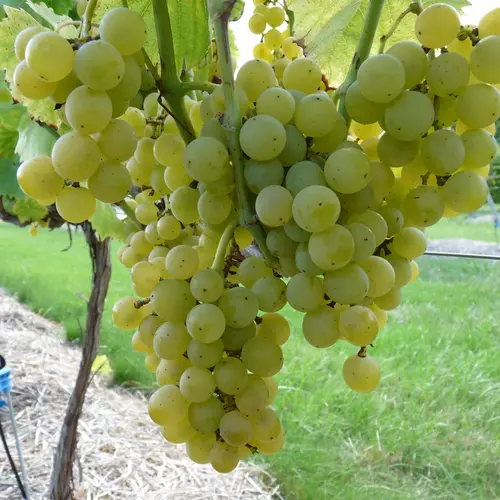 Choix extérieur：Vigne Muscat Blanc Bristaler Bio. Le pot de 5 litres