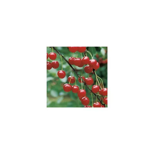 Un essentiel du jardin：Cerisier Griotte De Montmorency. En racine nue, forme gobelet