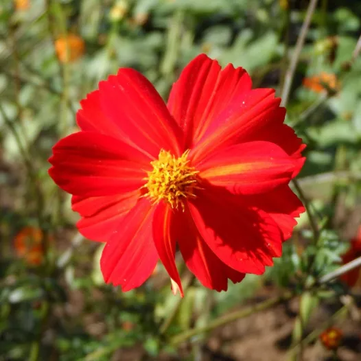 Cosmos Red Junny | Biologische en zaadvaste bloemenzaden