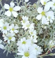 Essentiel extérieur：Cerastium Tomentosum - Le pot de 1 litre