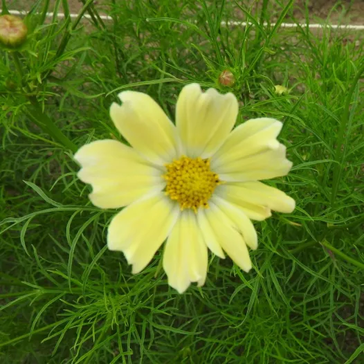 Graines bio de Cosmos Late sensation Yellow