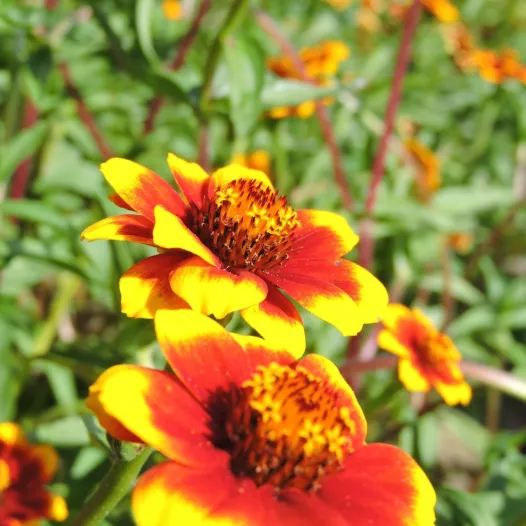 Bio zaden van Zinnia Perzisch tapijt