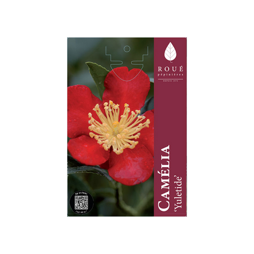 CAMELLIA YULETIDE - POT 4 L