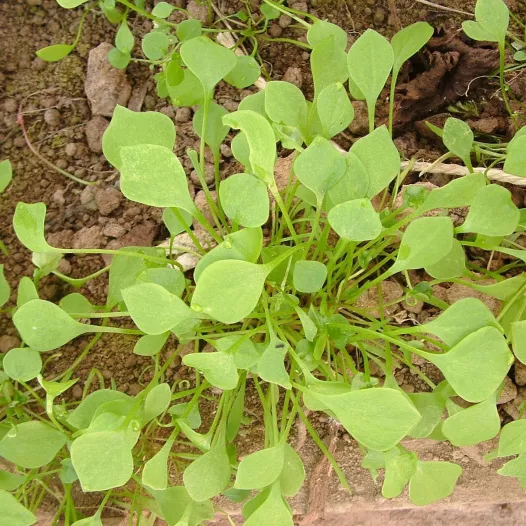 Bio zaden van Winterpostelein of Claytone Cuda