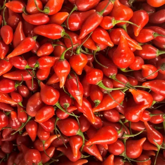 Biologische zaden van Peper Biquinho Rood