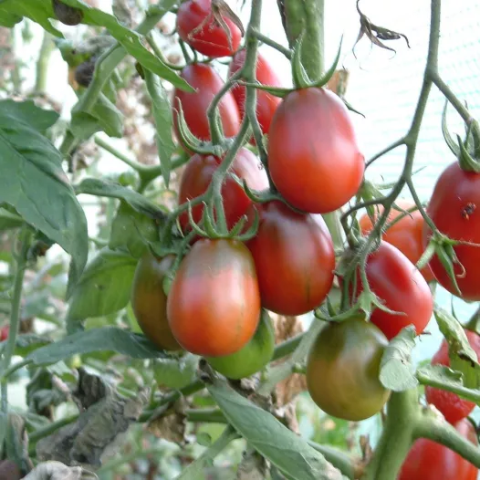 Tomate Prune Noire (Black Plum) | Semences bio et reproductibles