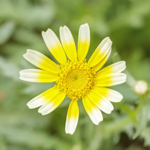 Chrysanthème comestible Shungiku | Aromatiques