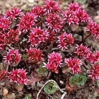 Extérieur équipement:Sedum Spurium - Le pot de 10,5 cm