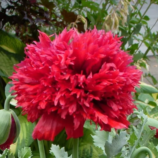 Pavot rouge double | Semences de fleurs bio et reproductibles