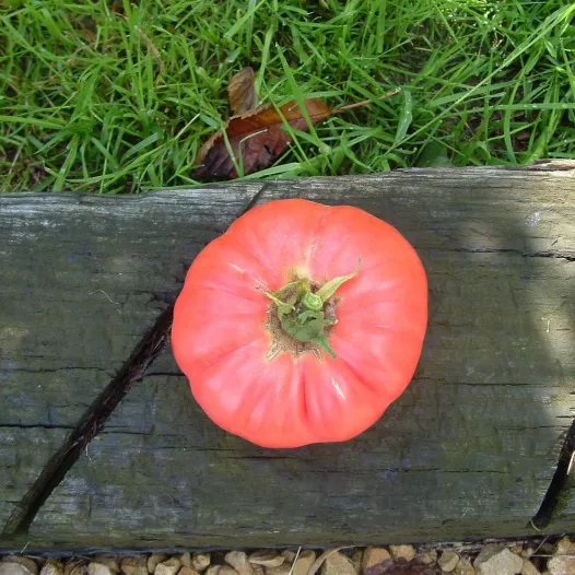 Tomate Gregory Altaï | Semences bio et reproductibles