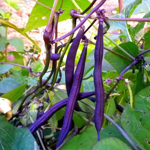 Graines bio de Haricot nain mangetout Reine des Pourpres