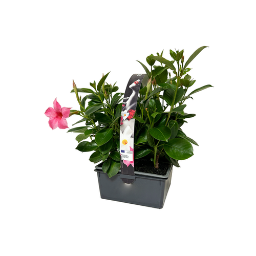 DIPLADENIA DIAMANTINA - PACK DE 4 POTS 7x7