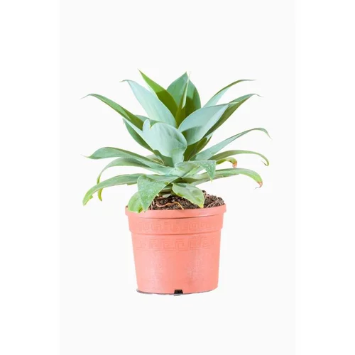 À avoir au jardin：Agave Attenuata (Agave à cou de cygne) en pot de 10 L vert
