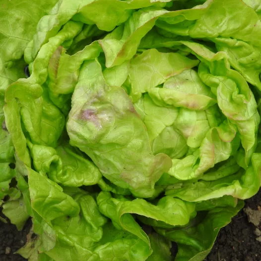 Biologische zaden van Kropsla vroege uit Heverlee