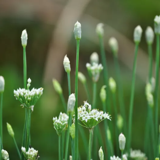 Ail chinois | Semences bio et reproductibles d'aromatiques