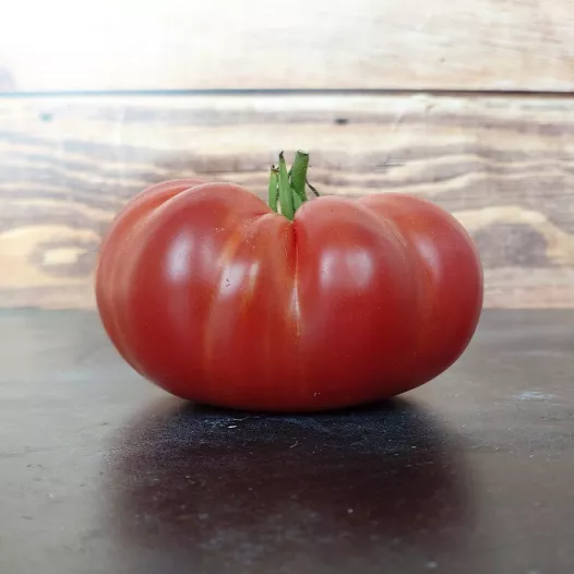 Tomate Gloire de Wilrijk | Semences bio et reproductibles