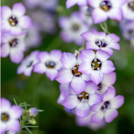 Gilia tricolor | Semences bio et reproductibles