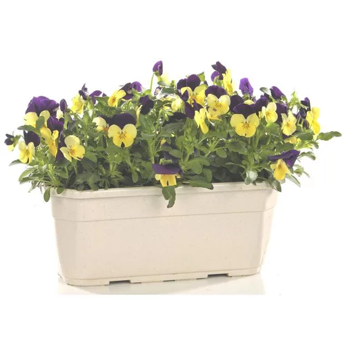 Le choix pour l’extérieur：Viola Cornuta - La jardinière de 30 cm