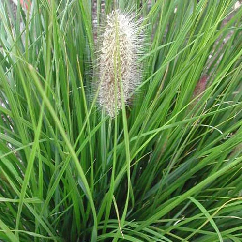 Extérieur qualité：Pennisetum aux écouvillons Hameln - Le pot de 2 litres