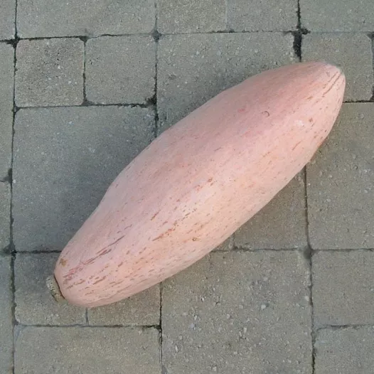 Graines bio de Potiron Pink Jumbo Banana