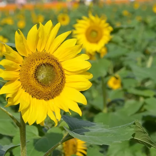 Tournesol grand jaune | Graines bio de fleurs