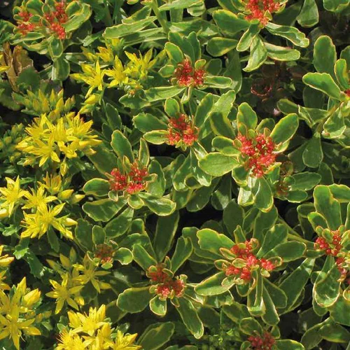 Pour profiter du jardin：Sedum Kamtschaticum Variegatum jaune - Le pot de 9 x 9 cm