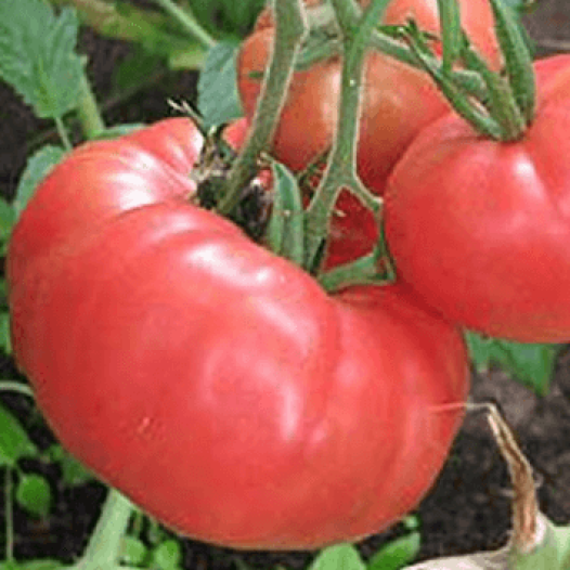 Tomate Brandywine | Semences bio et reproductibles | Semailels