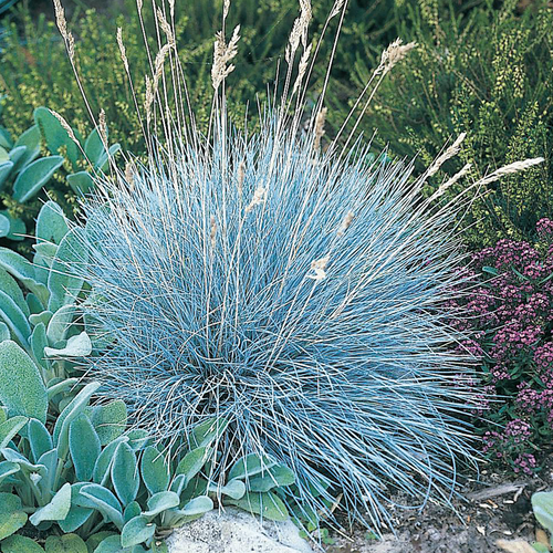 FÉTUQUE BLEU - POT 3L
